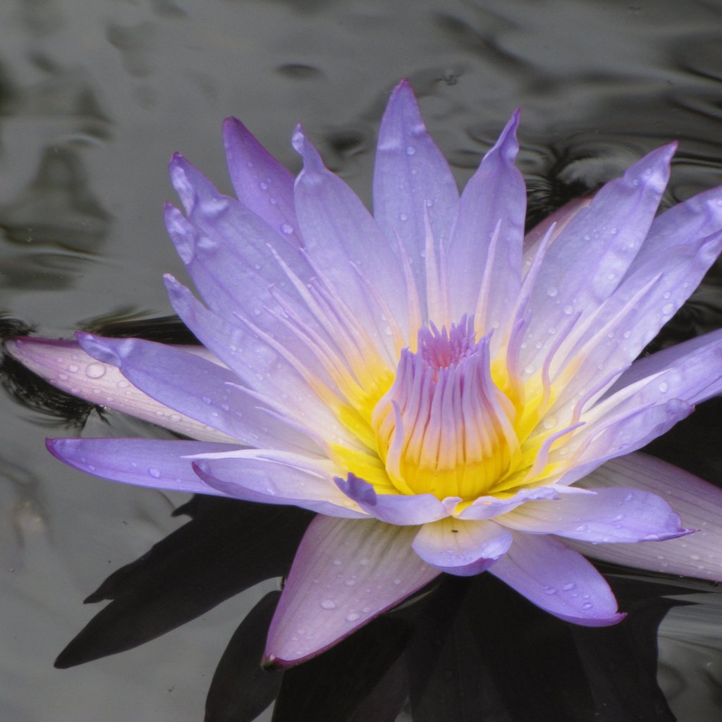 Обои на воде, лиля, сиреневая, on the water, lily, lilac разрешение 2560x1600 Загрузить