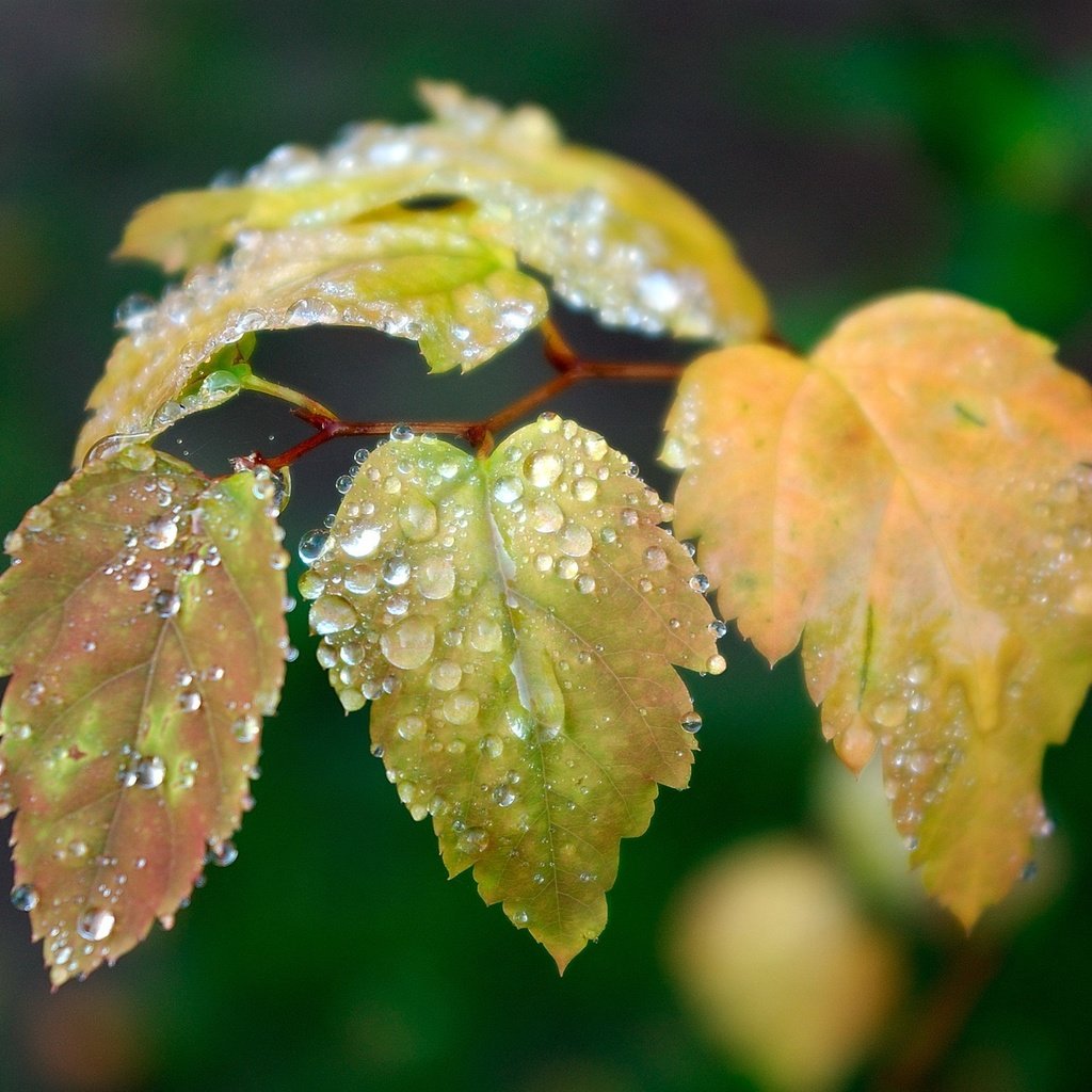 Обои ветка, листья, зелёный, капли, осень, капли воды, branch, leaves, green, drops, autumn, water drops разрешение 2560x1600 Загрузить