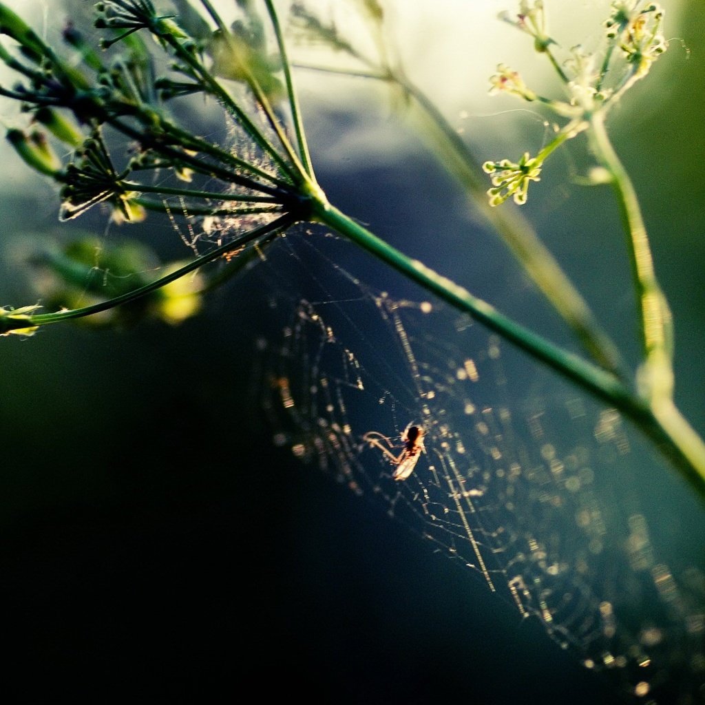 Обои растение, паук, паутина, plant, spider, web разрешение 1920x1440 Загрузить