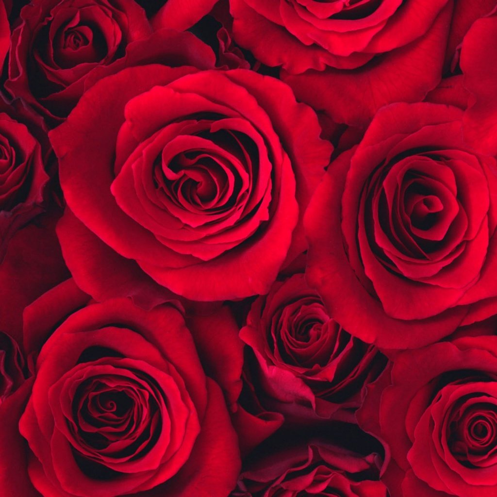 Обои розы, бутон, roses, bud разрешение 2560x1600 Загрузить