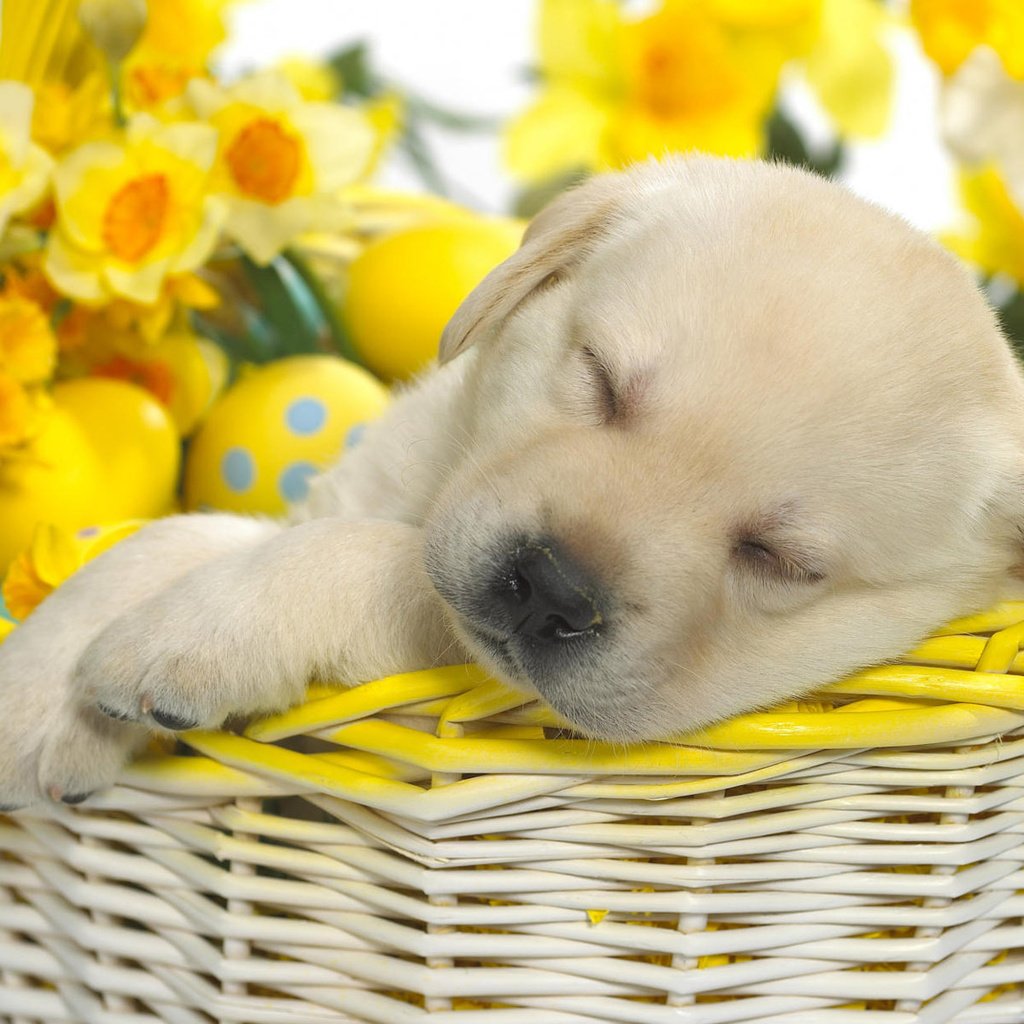 Обои щенок, корзина, пасха, puppy, basket, easter разрешение 1920x1200 Загрузить