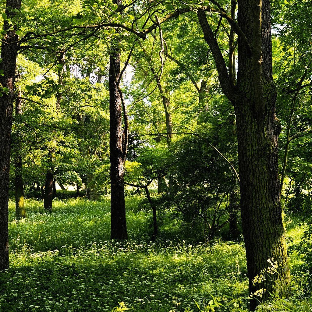 Обои деревья, зелень, лето, trees, greens, summer разрешение 1920x1200 Загрузить