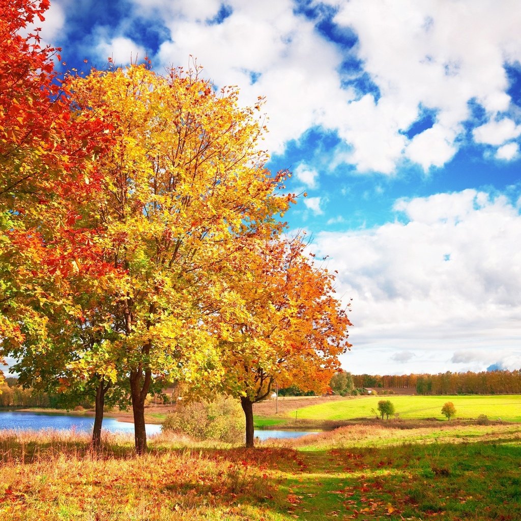 Обои небо, облака, деревья, осень, яркие, голубое, осен, the sky, clouds, trees, autumn, bright, blue разрешение 3008x1998 Загрузить