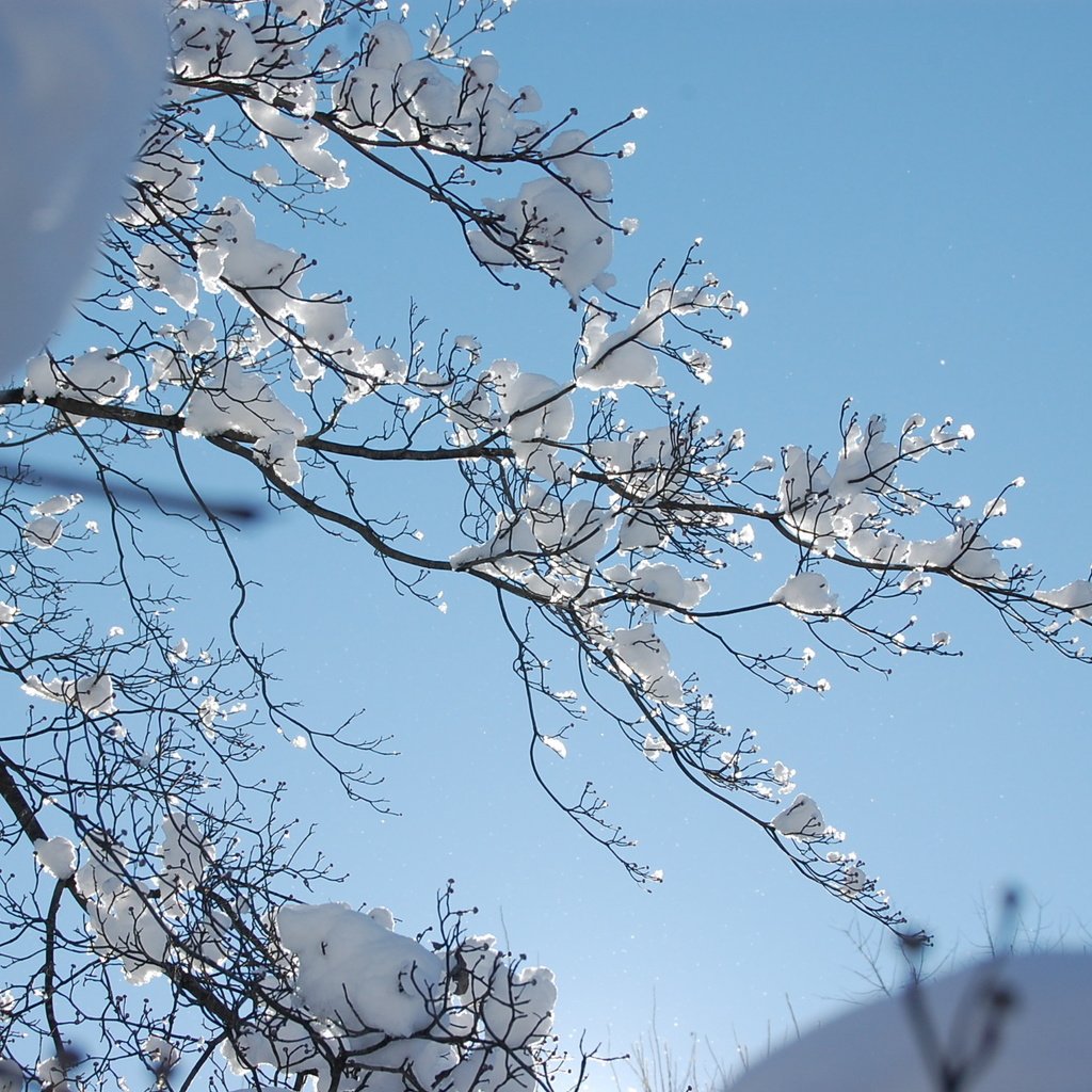 Обои снег, зима, ветки, зимний день, snow, winter, branches, winter day разрешение 2256x1496 Загрузить