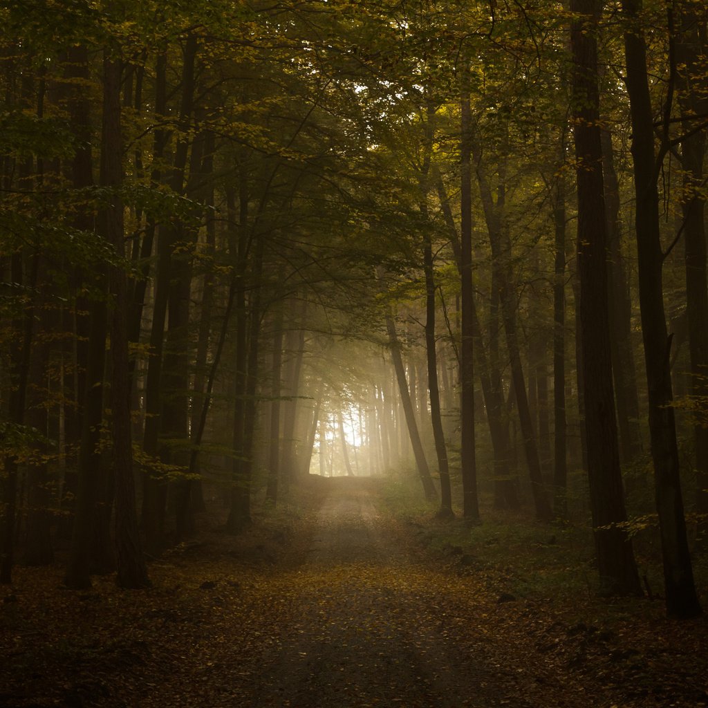 Обои свет, дорога, листва, осень, тунель, the road, light, road, foliage, autumn, tunnel разрешение 2560x1600 Загрузить