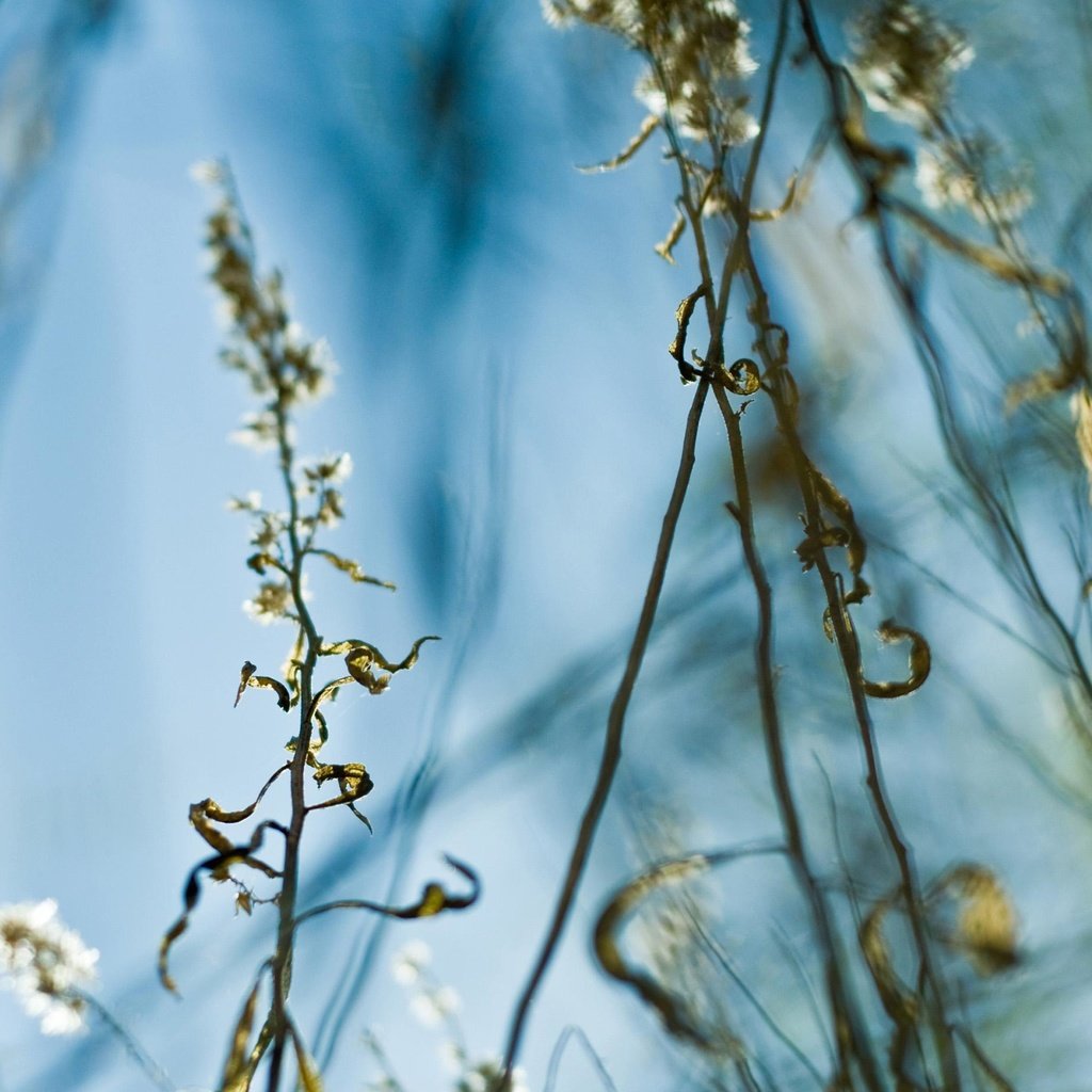 Обои трава, листья, стебель, grass, leaves, stem разрешение 2560x1861 Загрузить