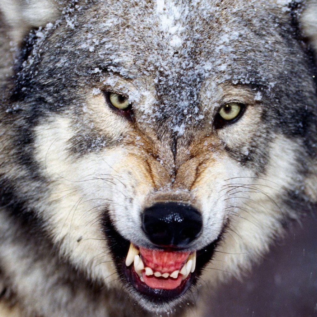 Обои зима, клыки, оскал, волк, winter, fangs, grin, wolf разрешение 1920x1200 Загрузить