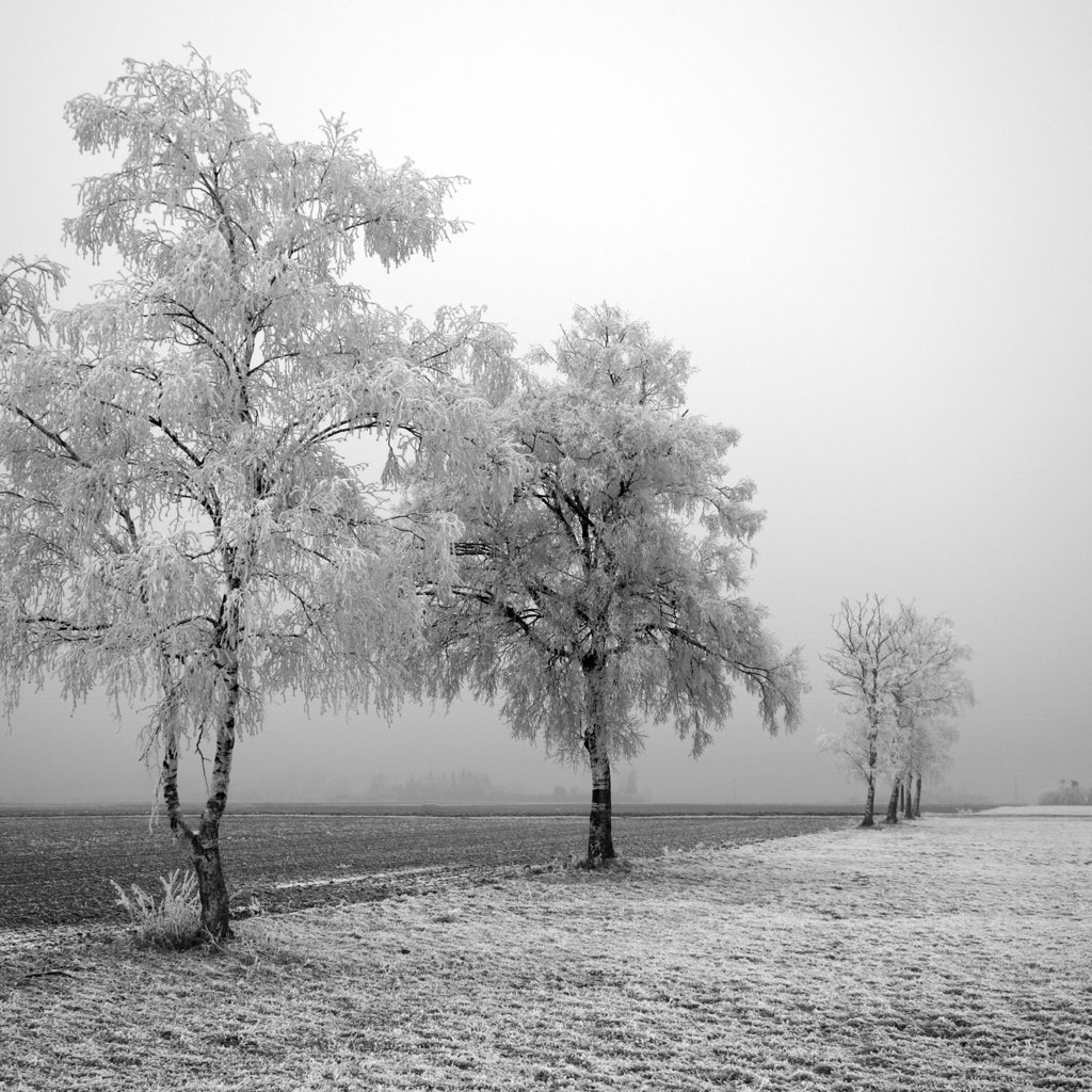 Обои дорога, деревья, зима, road, trees, winter разрешение 2560x1600 Загрузить