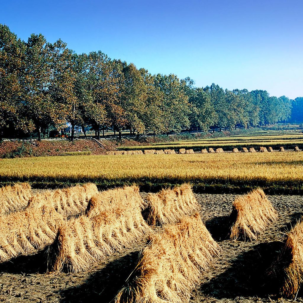 Обои деревья, поле, сено, корея, trees, field, hay, korea разрешение 1920x1200 Загрузить