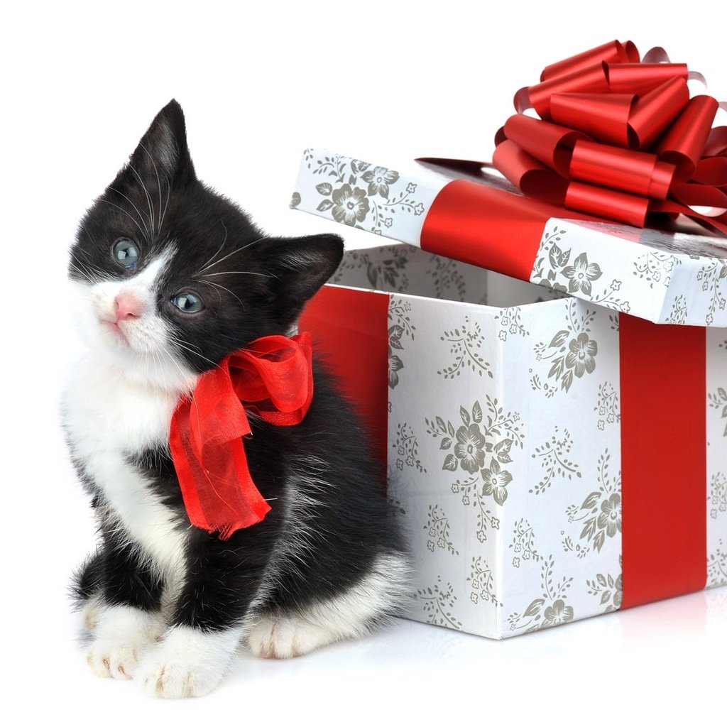Обои подарки, котенок, игрушки, gifts, kitty, toys разрешение 1920x1200 Загрузить