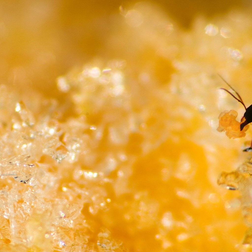 Обои желтый, муравей, сахар, yellow, ant, sugar разрешение 2560x1600 Загрузить