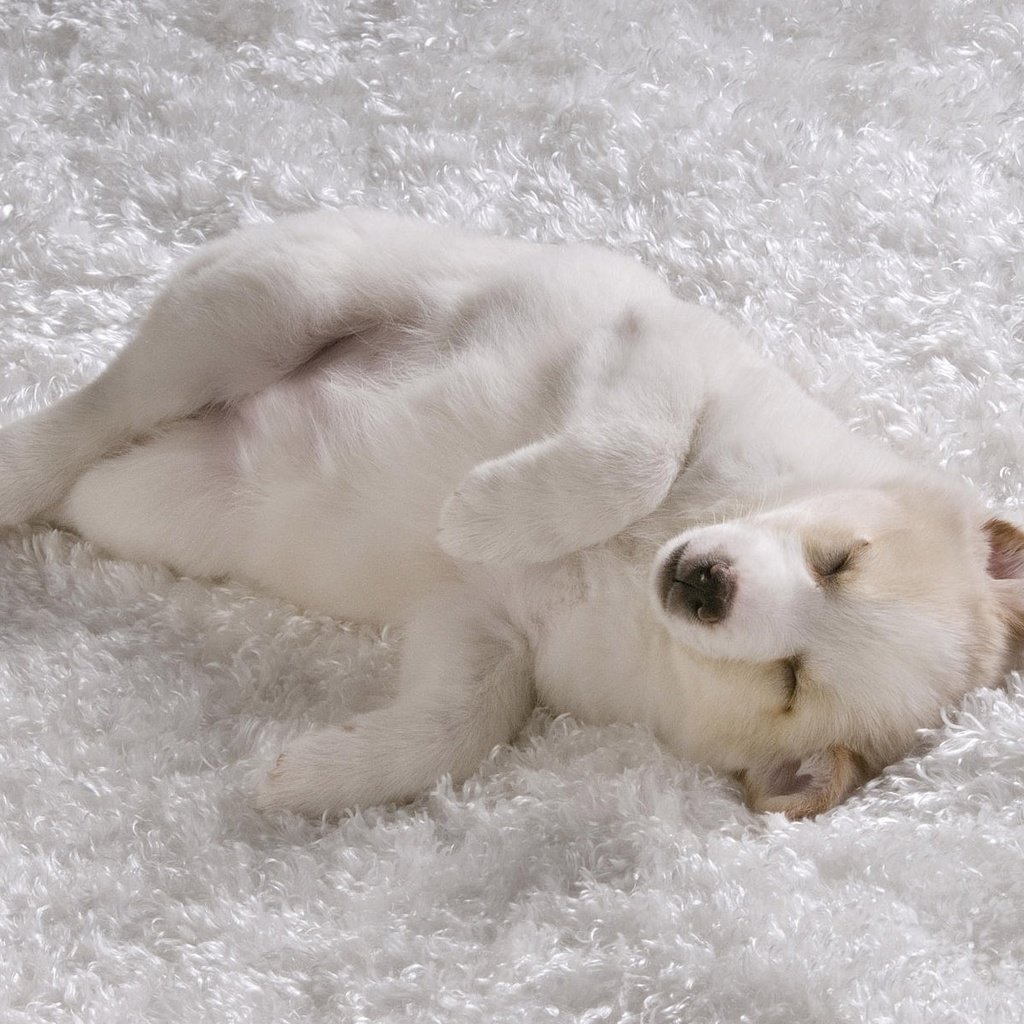 Обои сон, белый, песик, ковер, sleep, white, doggie, carpet разрешение 1920x1200 Загрузить