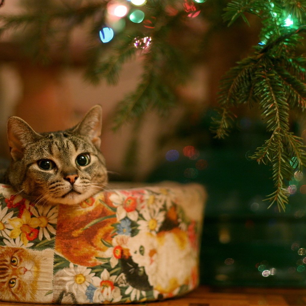 Обои глаза, елка, кошка, взгляд, подарок, гирлянда, eyes, tree, cat, look, gift, garland разрешение 1920x1080 Загрузить