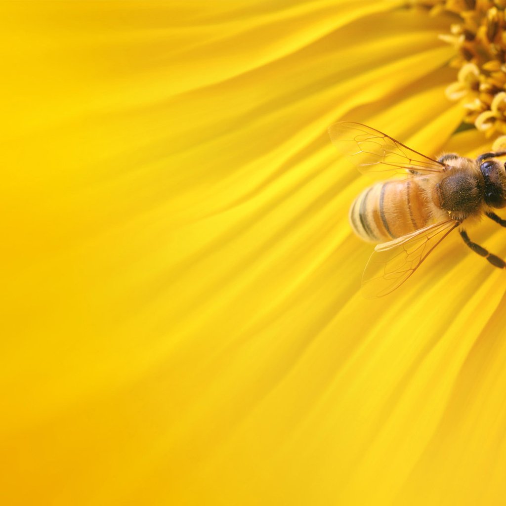 Обои макро, насекомое, цветок, лепестки, крылья, подсолнух, пчела, крупным планом, macro, insect, flower, petals, wings, sunflower, bee, closeup разрешение 1920x1200 Загрузить