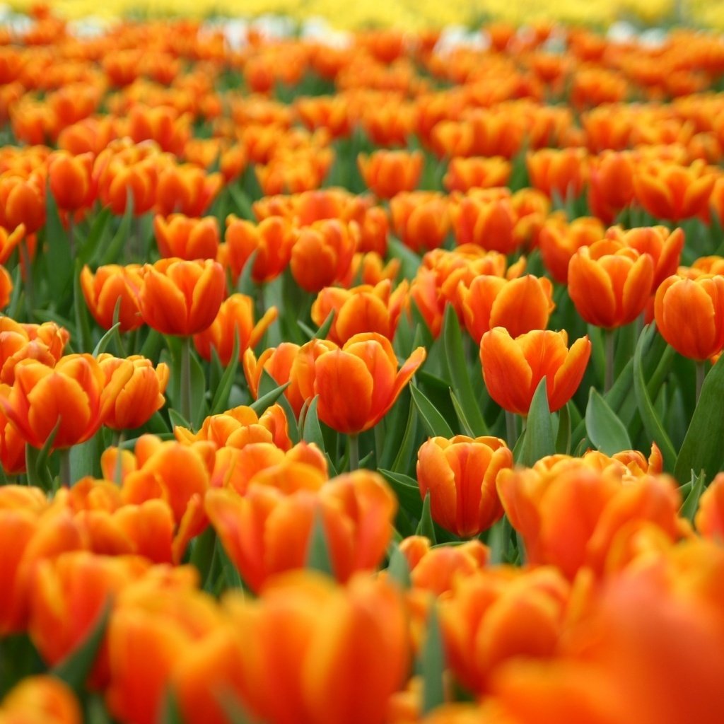 Обои цветы, природа, поле тюльпанов, flowers, nature, field of tulips разрешение 1920x1200 Загрузить