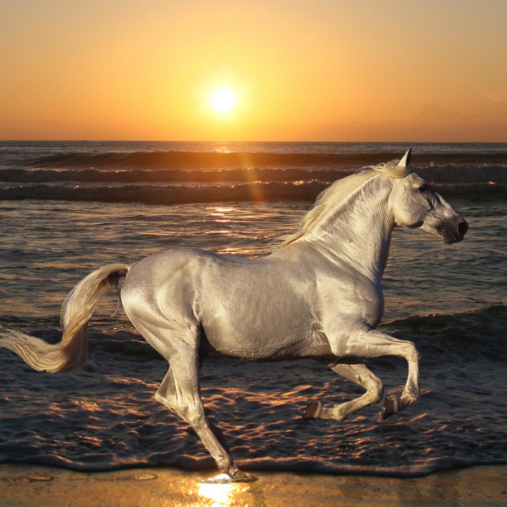 Лошадь Бегущая по воде на Восходе