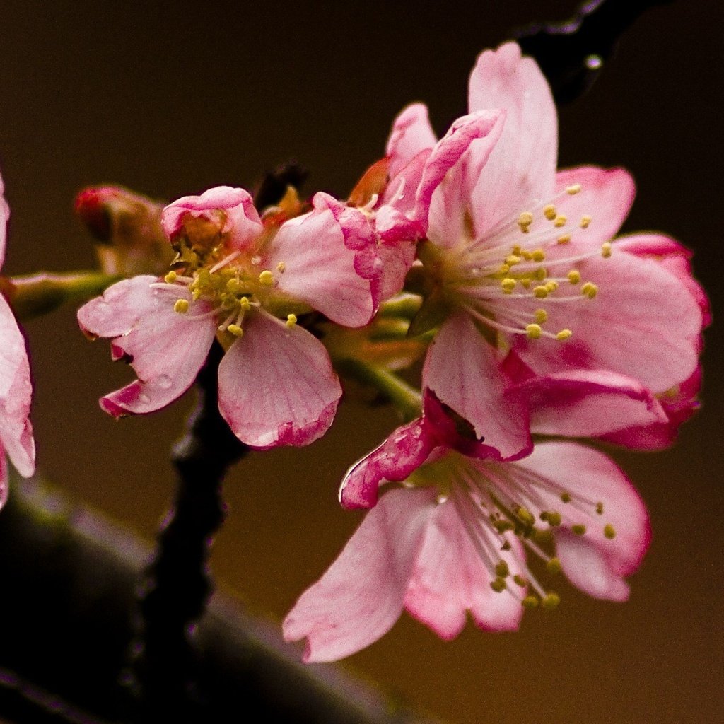 Обои ветка, цветение, макро, цветок, лепестки, весна, обоя, крупным планом, branch, flowering, macro, flower, petals, spring, wallpaper, closeup разрешение 1920x1200 Загрузить