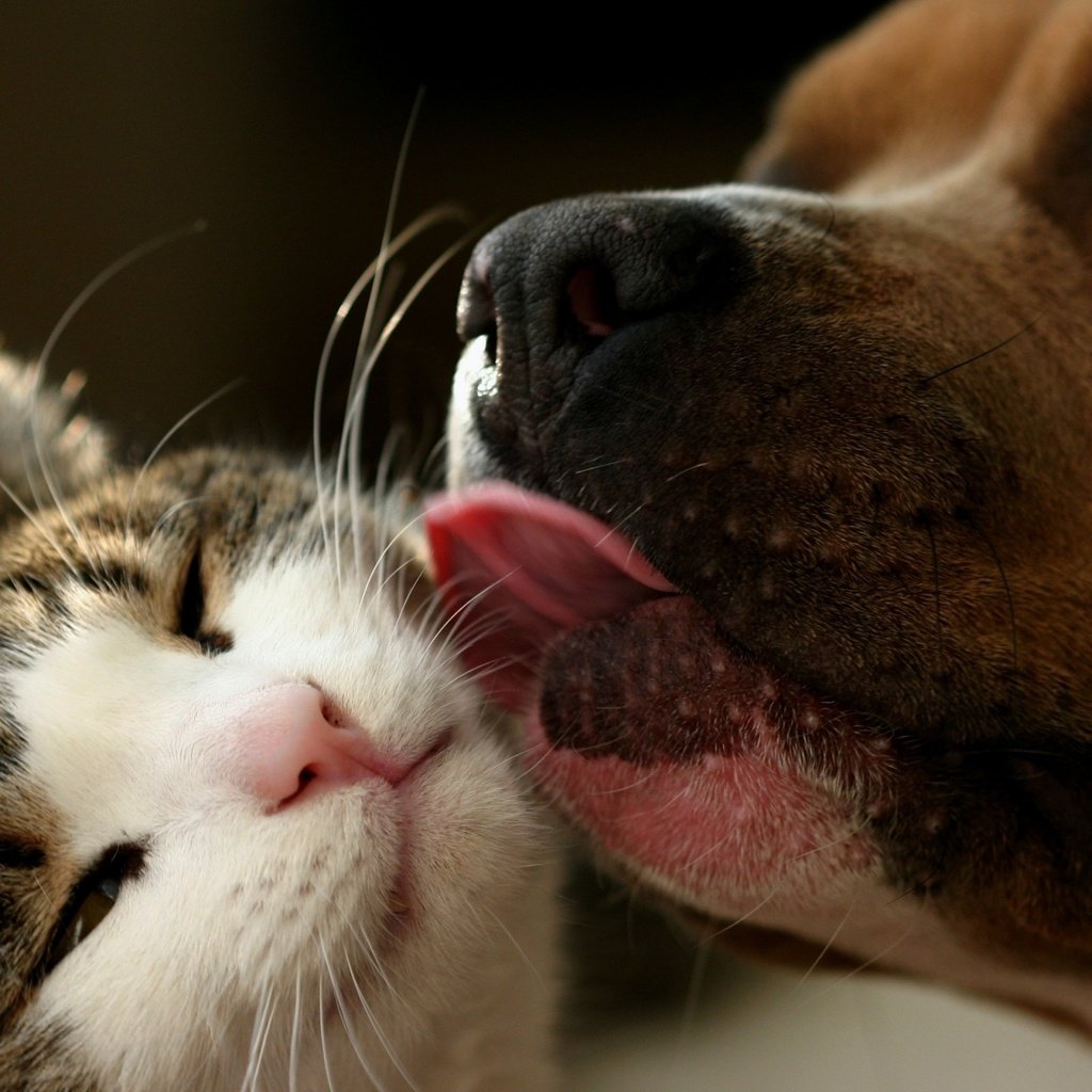 Обои кот, собака, дружба, умывание, cat, dog, friendship, washing разрешение 2560x1600 Загрузить