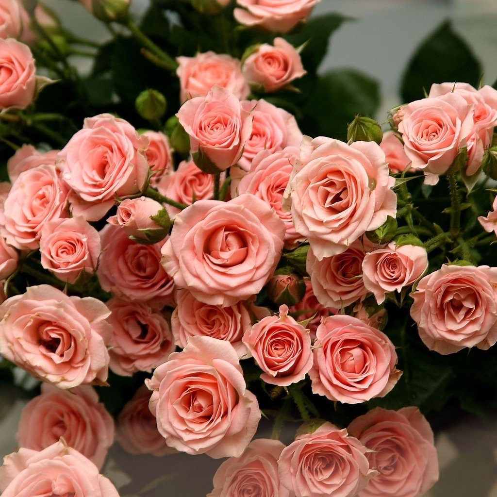 Обои розы, лепестки, букет, roses, petals, bouquet разрешение 2560x1600 Загрузить