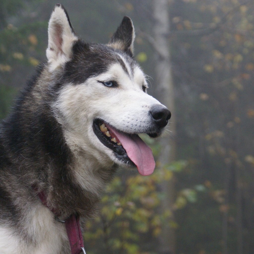 Обои язык, пес, сибирская хаски, language, dog, siberian husky разрешение 2560x1600 Загрузить