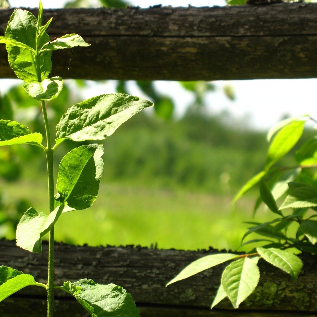 Обои листья, забор, растение, leaves, the fence, plant разрешение 1920x1440 Загрузить