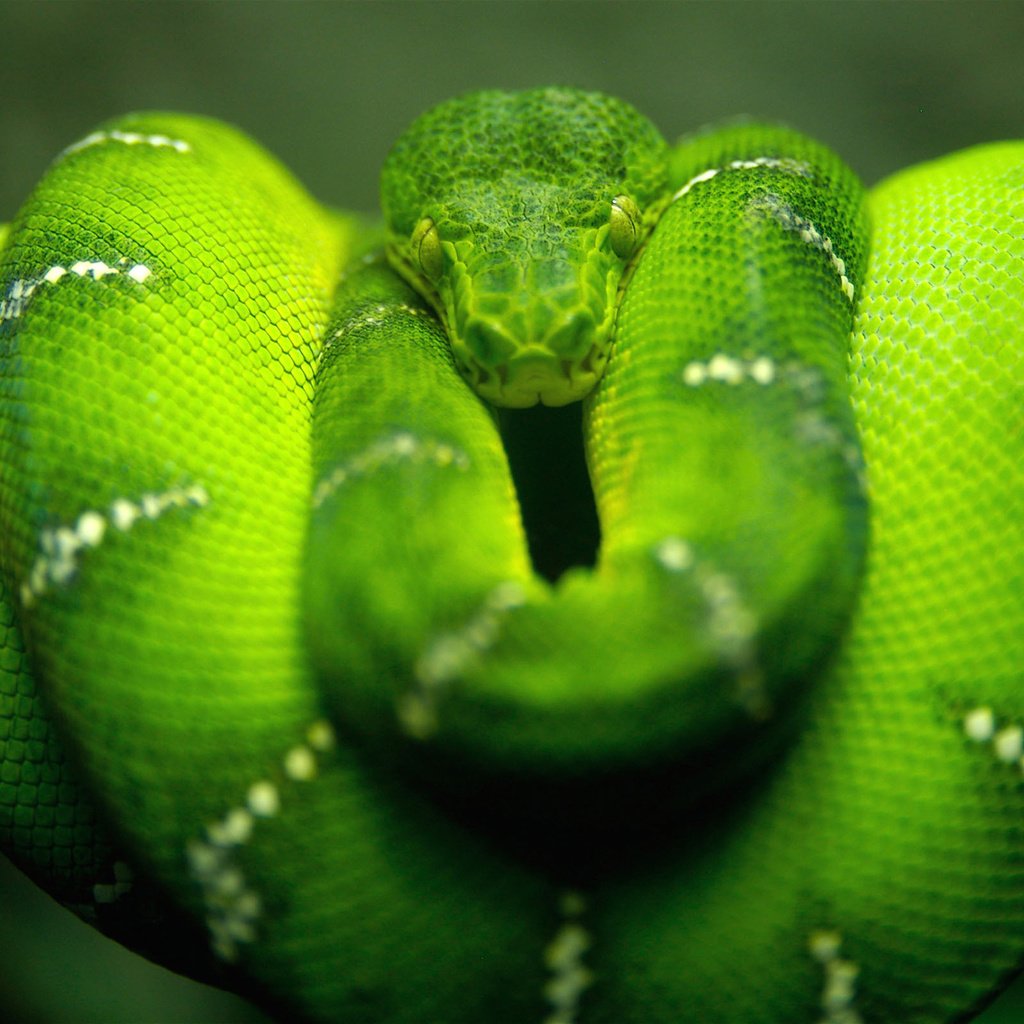 Обои природа, зелёный, макро, змея, nature, green, macro, snake разрешение 2560x1600 Загрузить