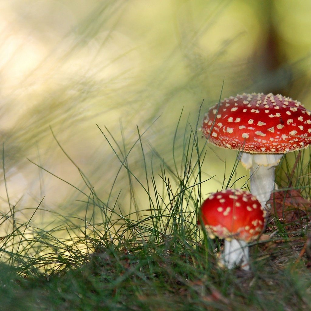 Обои трава, зелень, грибы, паганки, яд, grass, greens, mushrooms, paganki, poison разрешение 1920x1440 Загрузить