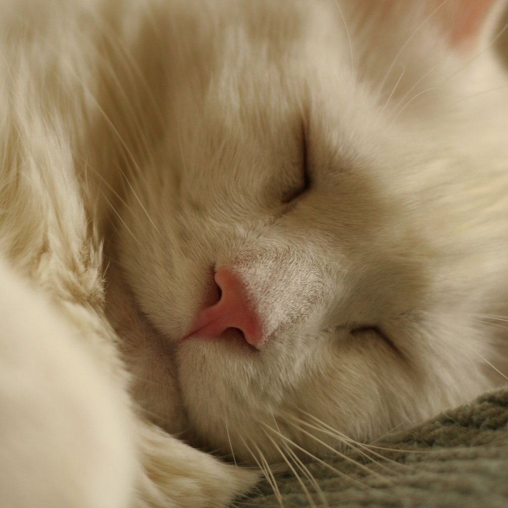 Обои кот, белый, спит, cat, white, sleeping разрешение 2048x1536 Загрузить