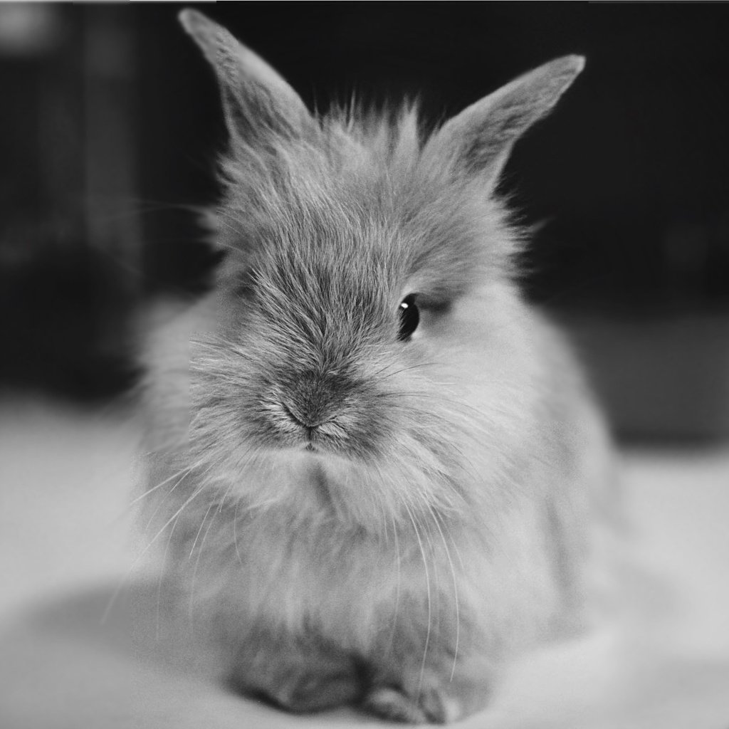 Обои чёрно-белое, кролик, животное, уши, black and white, rabbit, animal, ears разрешение 2237x1499 Загрузить