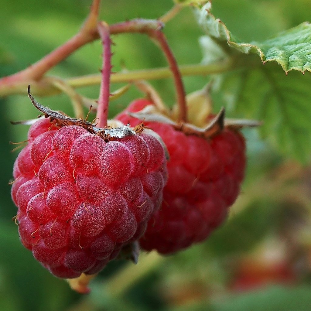 Обои листья, малина, ягода, куст, leaves, raspberry, berry, bush разрешение 2048x1536 Загрузить