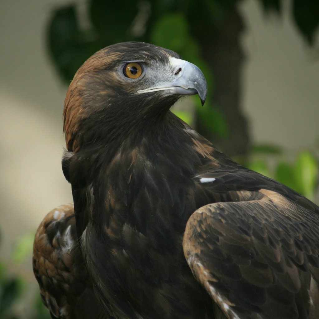 Обои взгляд, орел, клюв, look, eagle, beak разрешение 3888x2592 Загрузить