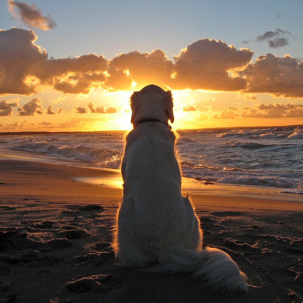 Обои закат, море, собака, ожидание, sunset, sea, dog, waiting разрешение 2560x1600 Загрузить