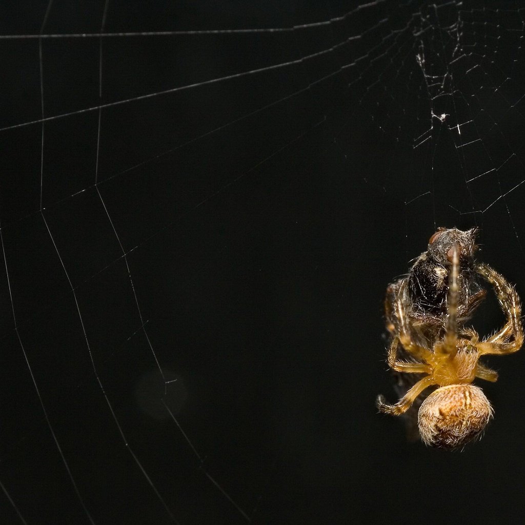 Обои черный фон, жертва, паук, паутина, black background, the victim, spider, web разрешение 1920x1440 Загрузить