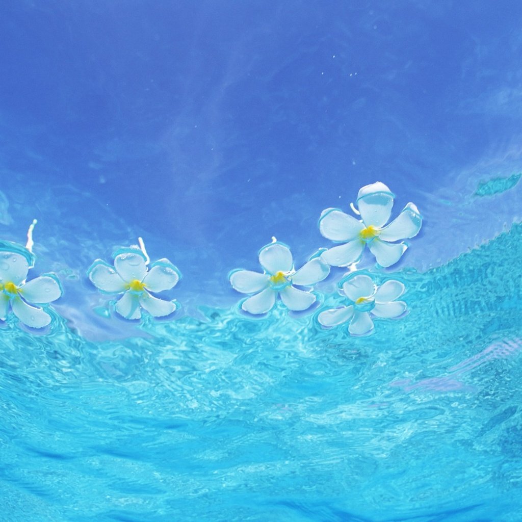 Обои цветы, вода, глубина, прозрачная, flowers, water, depth, transparent разрешение 1920x1200 Загрузить