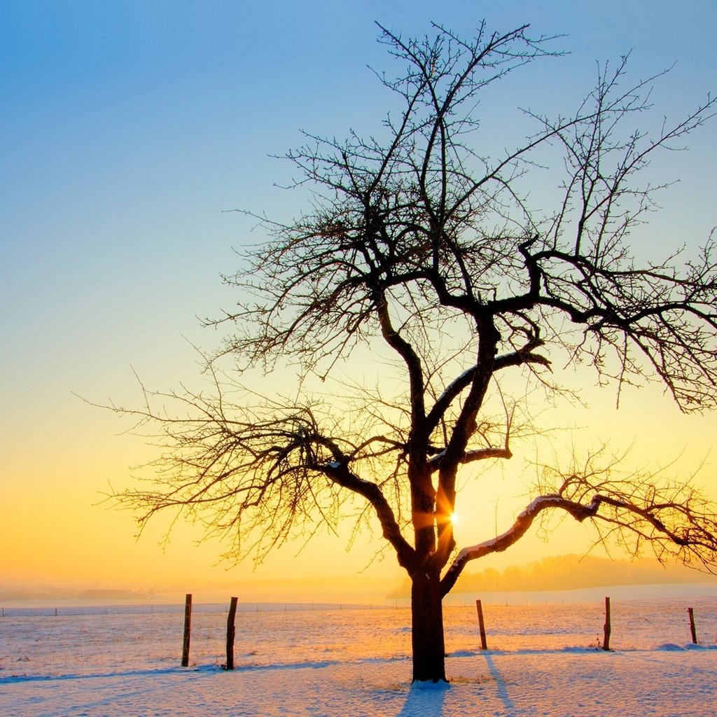 Обои снег, дерево, закат, зима, snow, tree, sunset, winter разрешение 1920x1080 Загрузить