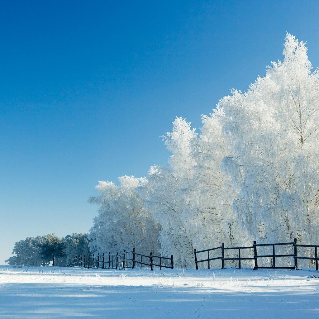 Обои деревья, снег, зима, забор, trees, snow, winter, the fence разрешение 2560x1600 Загрузить