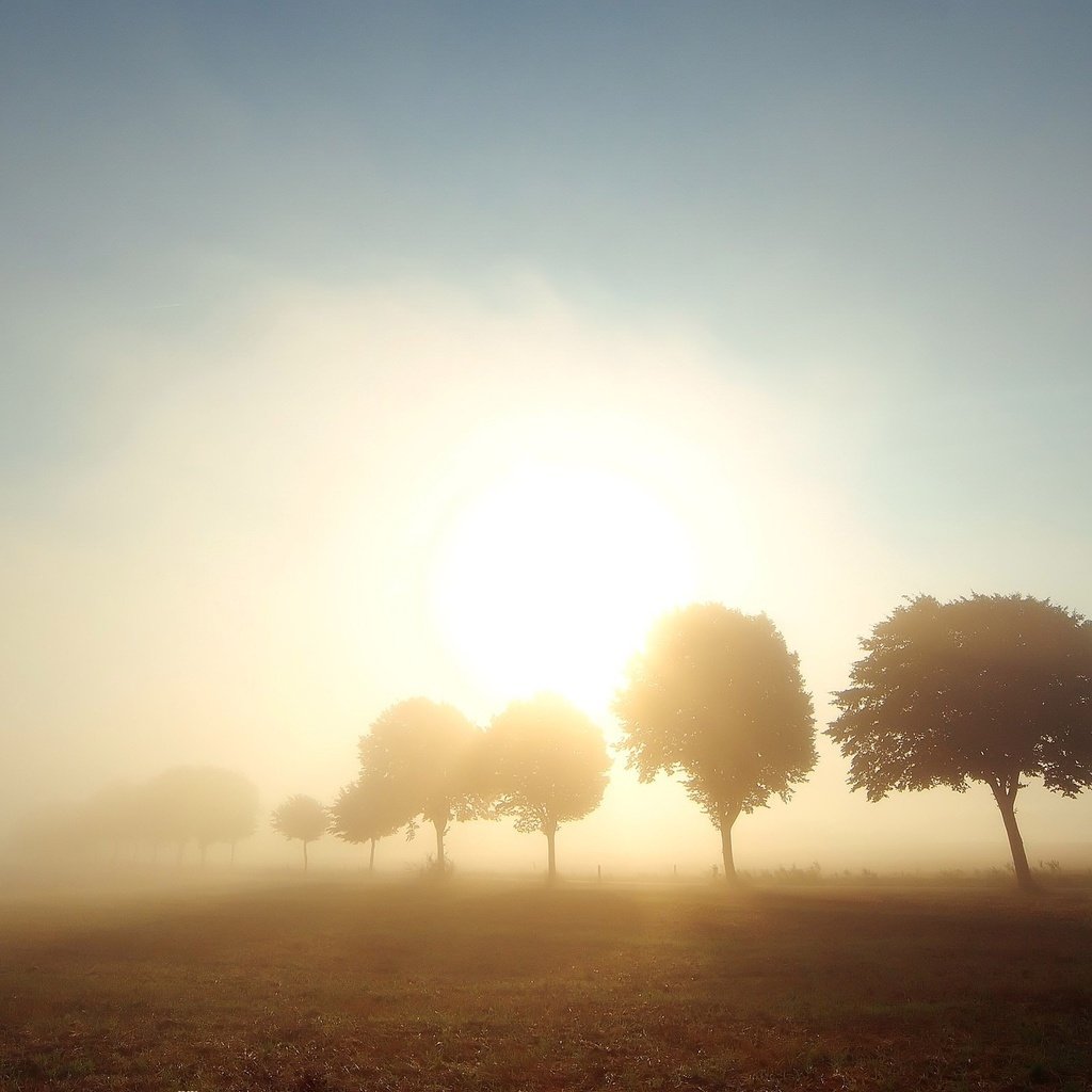 Обои деревья, солнце, туман, поле, trees, the sun, fog, field разрешение 2560x1600 Загрузить