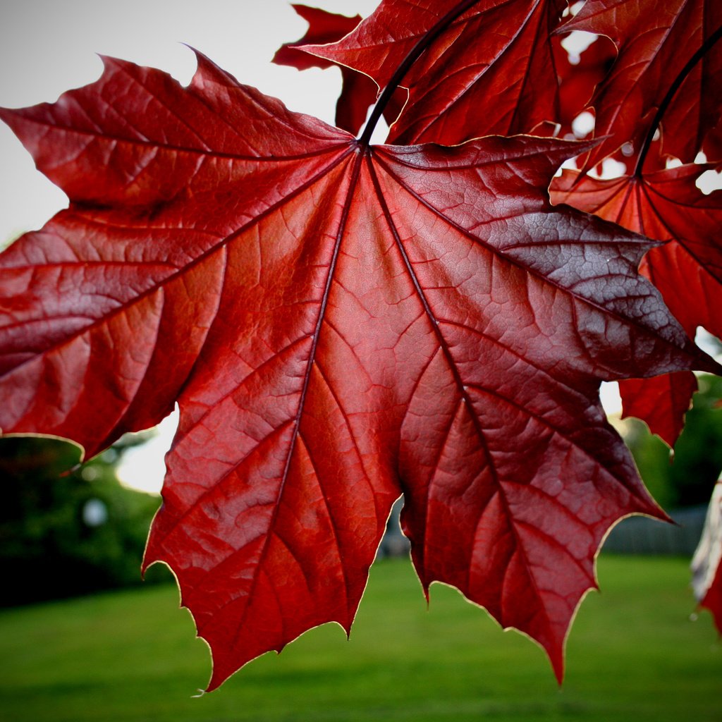 Обои листья, красные, клёна, leaves, red, maple разрешение 3456x2304 Загрузить