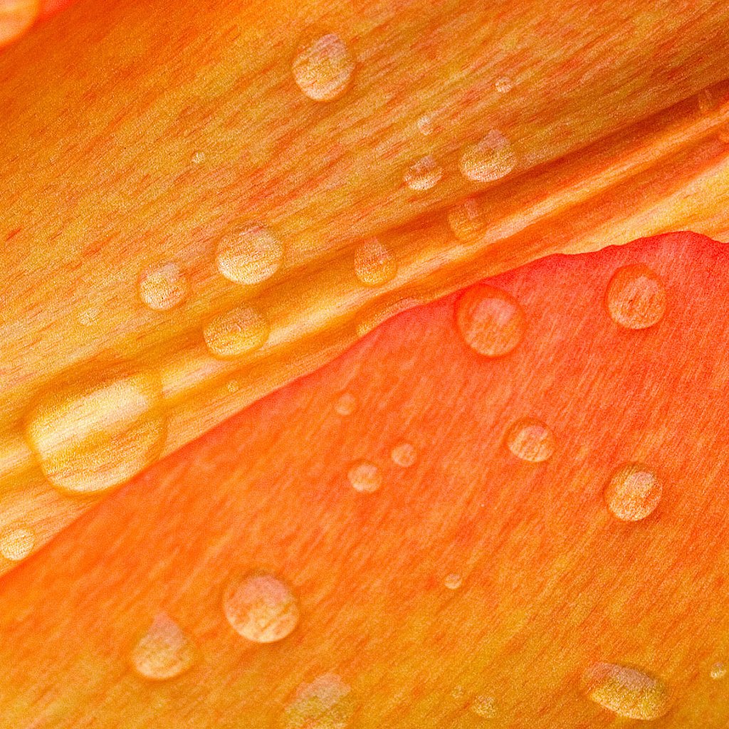 Обои макро, роса, лепестки, macro, rosa, petals разрешение 1920x1200 Загрузить