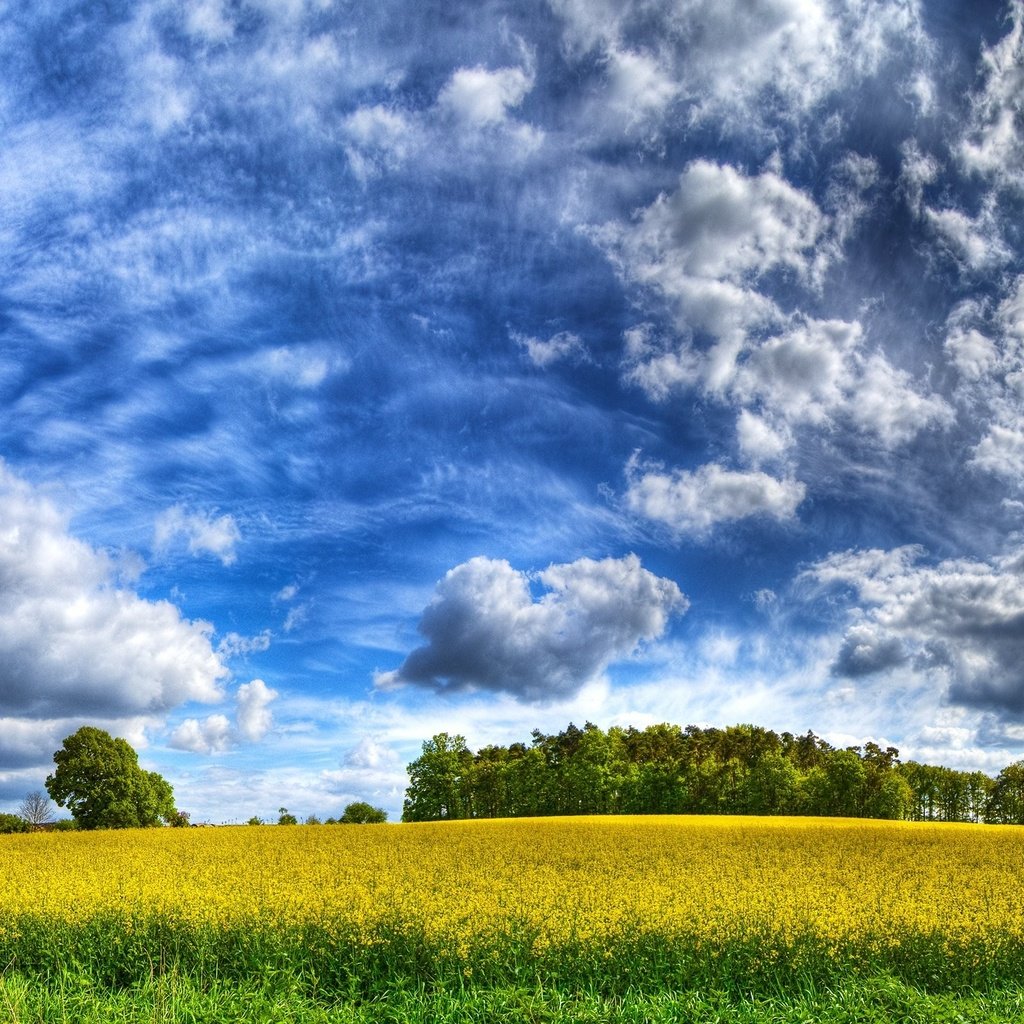 Обои небо, облака, желтый, поле, the sky, clouds, yellow, field разрешение 2560x1600 Загрузить