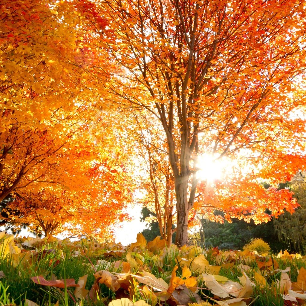 Обои деревья, листья, осень, красивые, кленовые, осен, trees, leaves, autumn, beautiful, maple разрешение 3238x2235 Загрузить