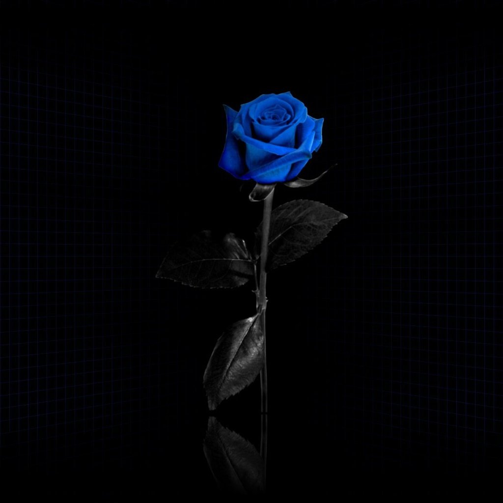 Обои сетка, черный фон, синяя роза, mesh, black background, blue rose разрешение 1920x1080 Загрузить