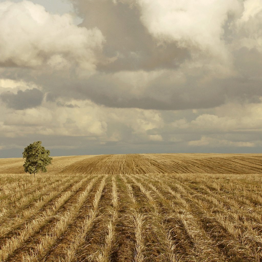 Обои облака, холмы, дерево, поле, clouds, hills, tree, field разрешение 2560x1920 Загрузить