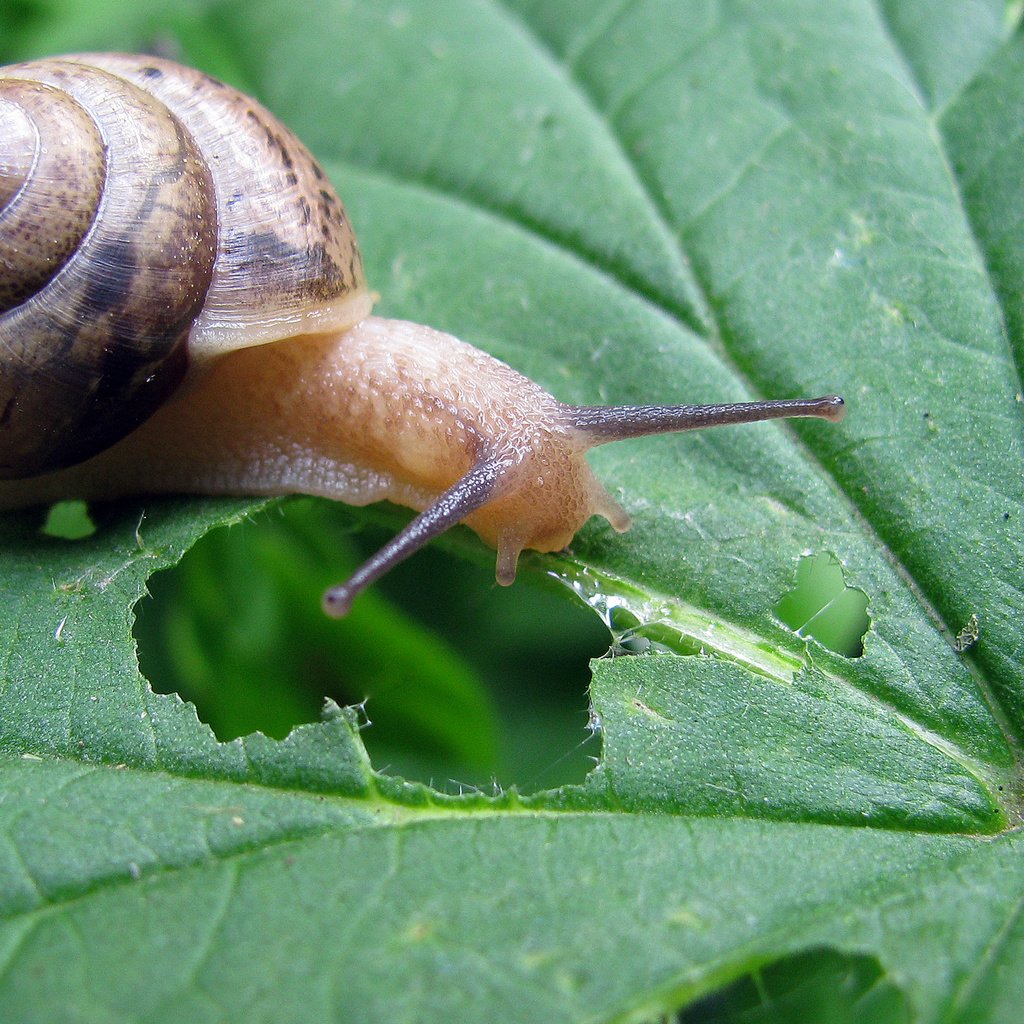 Обои трава, природа, зелень, лист, улитка, grass, nature, greens, sheet, snail разрешение 1920x1200 Загрузить