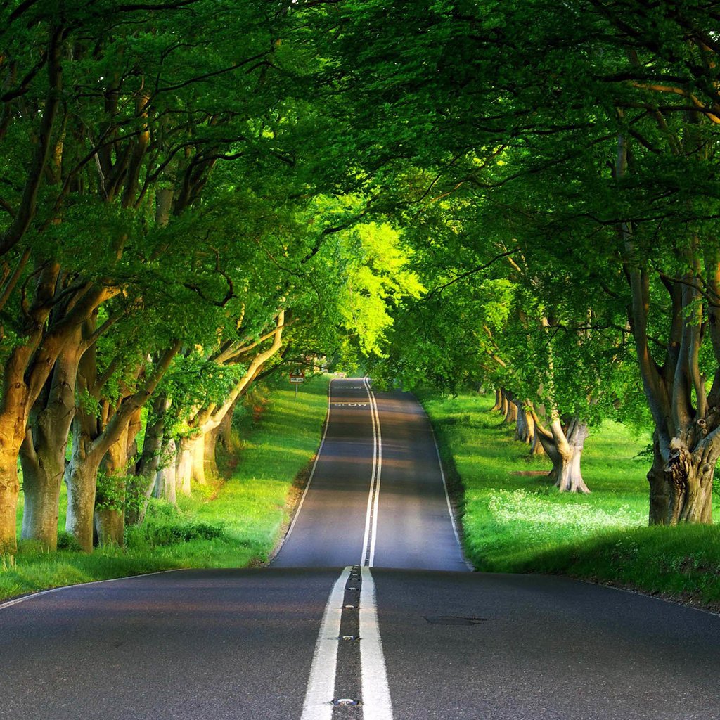 Обои дорога, лес, лето, road, forest, summer разрешение 1920x1440 Загрузить