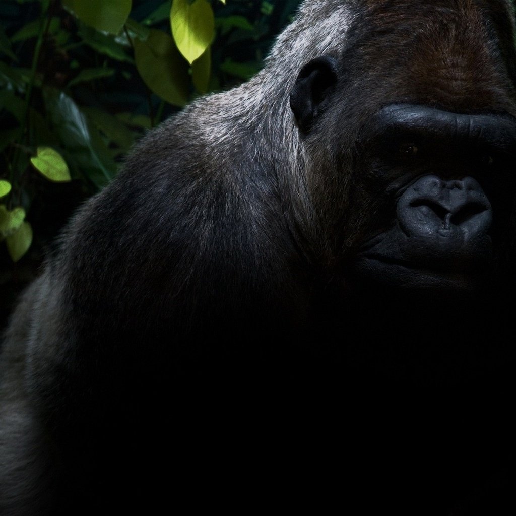 Обои животные, черный, черная, обезьяна, джунгли, горилла, горила, animals, black, monkey, jungle, gorilla, goril разрешение 1920x1200 Загрузить
