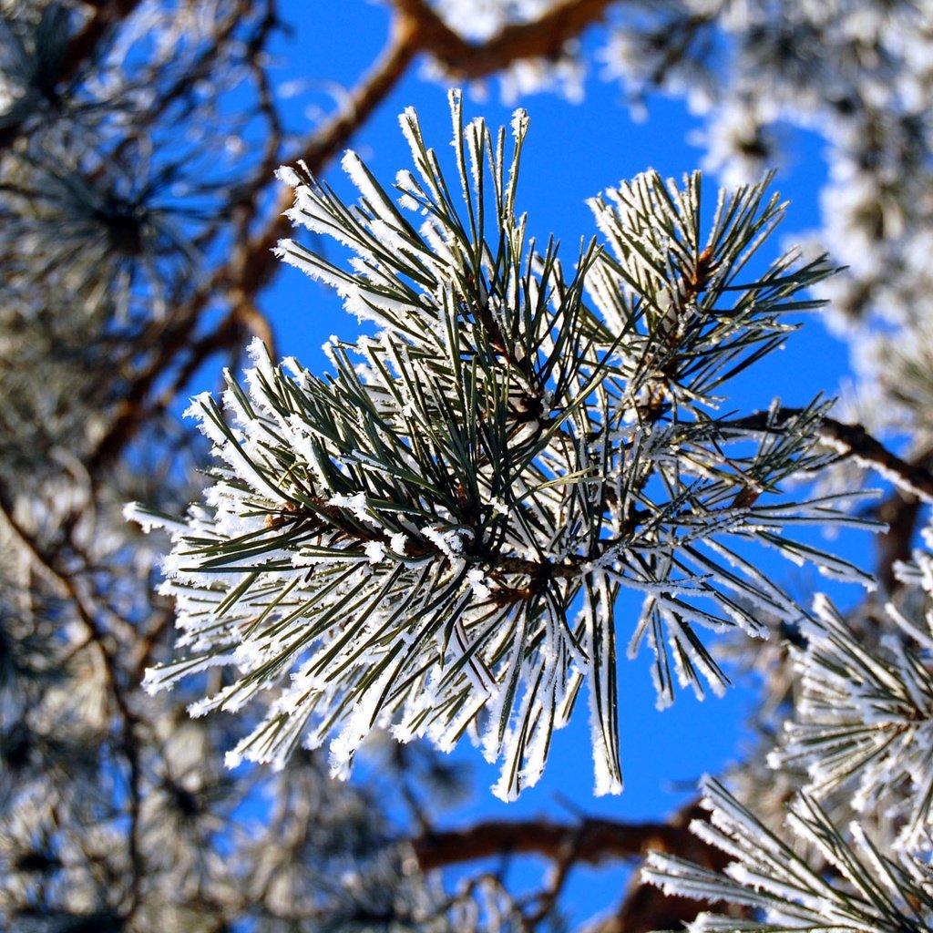 Обои зима, иней, сосна, winter, frost, pine разрешение 2560x1600 Загрузить