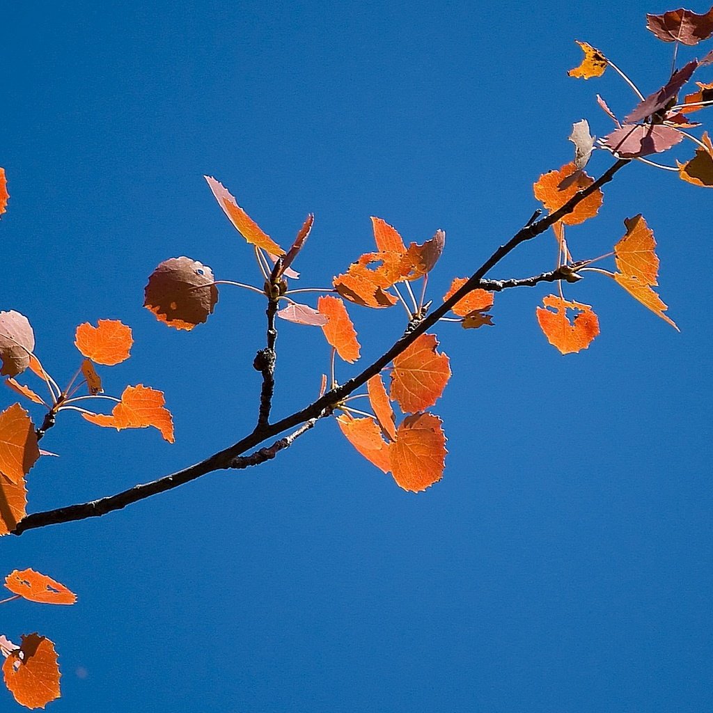 Обои небо, ветка, листва, осень, the sky, branch, foliage, autumn разрешение 1920x1080 Загрузить