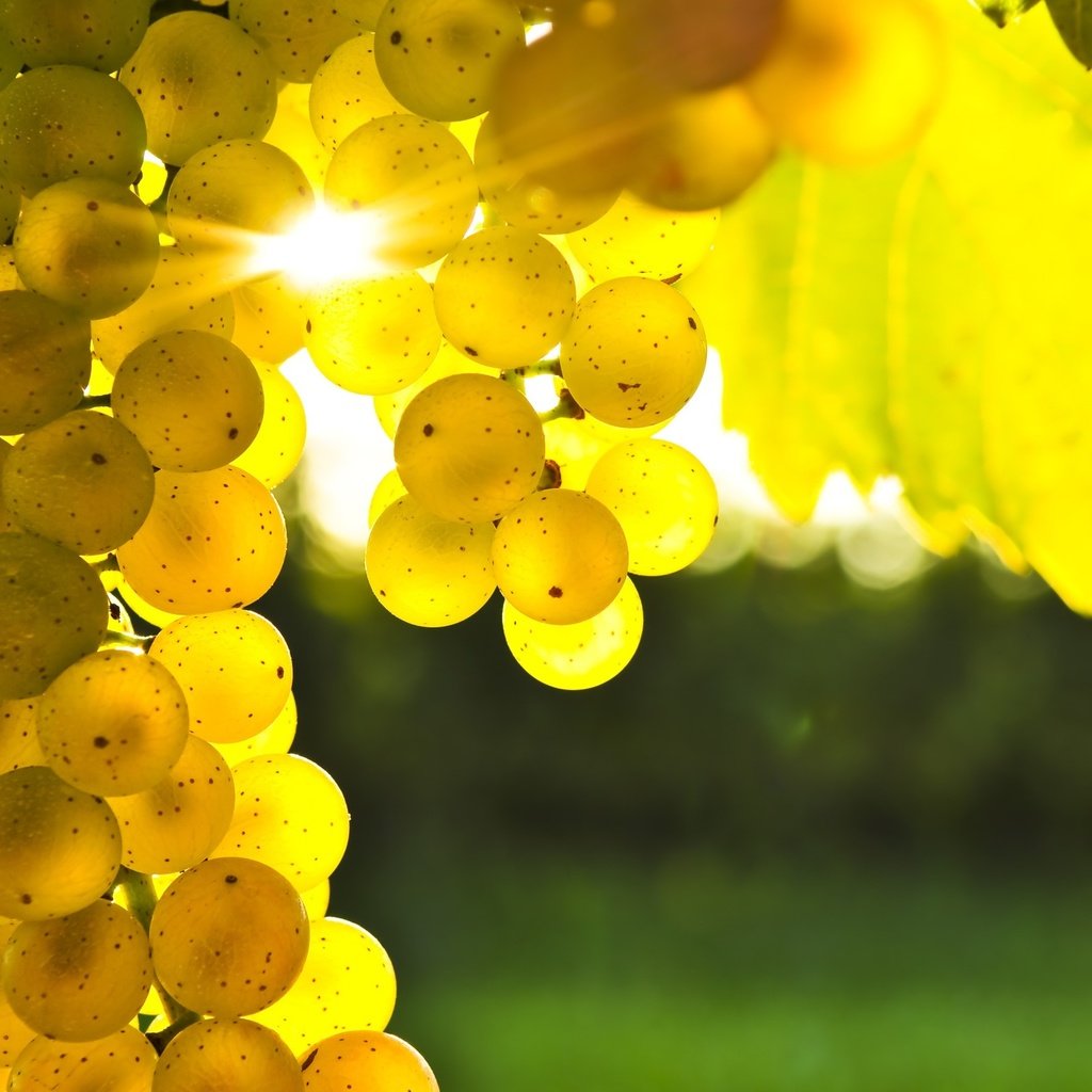 Обои солнце, виноград, лоза, гроздь, the sun, grapes, vine, bunch разрешение 2560x1600 Загрузить