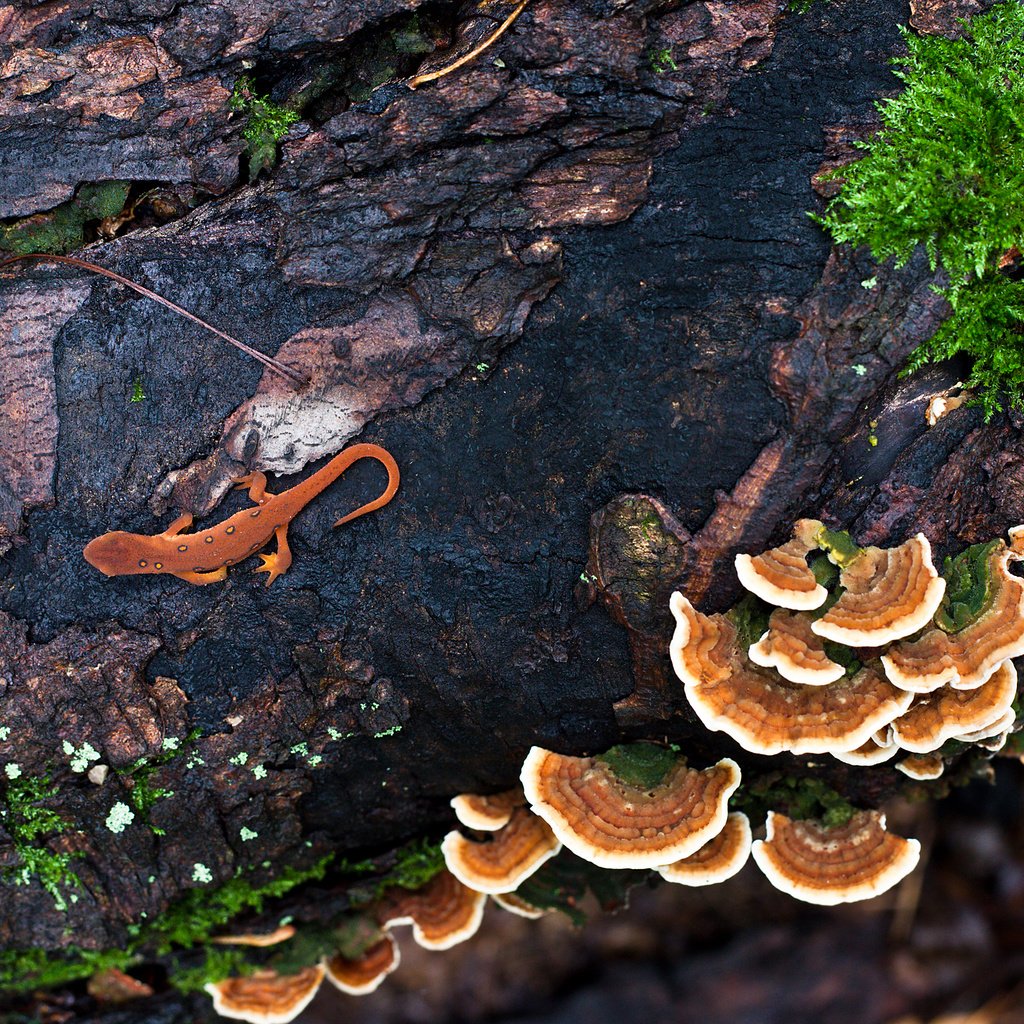 Обои грибы, камень, мокрый, ящирица, mushrooms, stone, wet, america разрешение 2560x1600 Загрузить